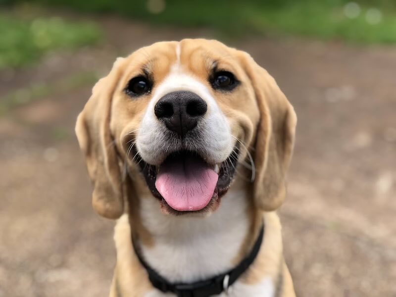 Happy pet playing